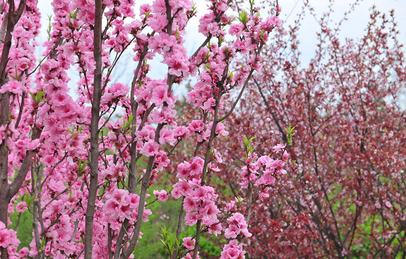 園林景觀(guān)植物圖片4